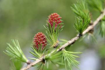 Budding larch cones, the spring messenger