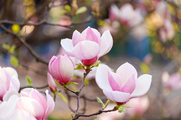 Magnolia pink blossom tree flowers, closeup branch, outdoor. Beautiful flowering, blooming tree - blossomed magnolia branches in spring