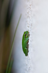 Ranita meridional (Hyla meridionalis)