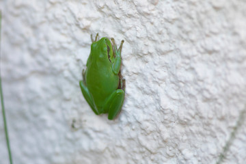 Ranita meridional (Hyla meridionalis)