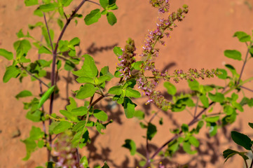 Fresh mint leaves/mint plant in the pot,Fresh green basil growing in a brown pot,The Sacred Tulsi,Tulsi or The Holy Basil flowers with blurred leaves