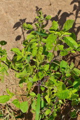 tulsi green leaves ,Ocimum basilicum (Sweet basil, Thai basil) ; A colorful apex of long bouquet,tulshi plant, consisting small Pink, White & Magenta flowers, clinging together as tiered shape.