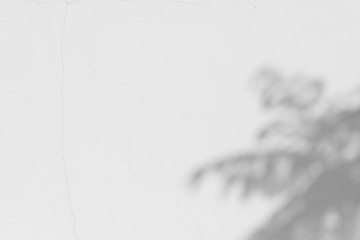 Abstract shadow of leaves on cement wall background , Black and white style