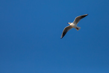 Gaviota reidora​ (Chroicocephalus ridibundus volando en una playa
