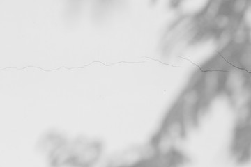 Abstract shadow of leaves on cement wall background , Black and white style
