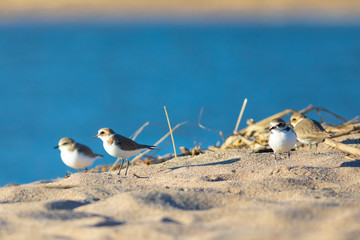 Chorlitejo patinegro (Charadrius alexandrinus) en una playa del Mediterráneo