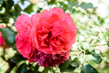  Pink roses growing in garden.