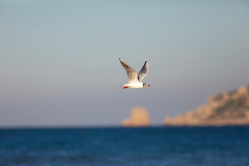 Gaviota reidora​ (Chroicocephalus ridibundus volando frende a las Islas Medas (Illes Medes)