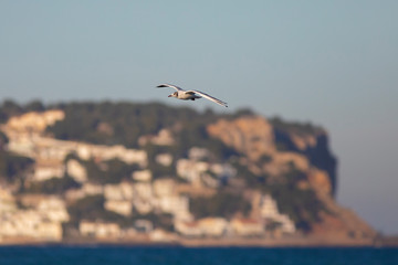 Gaviota reidora​ (Chroicocephalus ridibundus volando en una playa