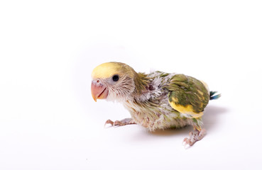 Obraz premium Agarponi chick