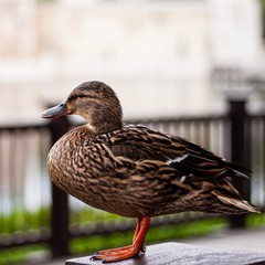 Brown duck standing on a fence.