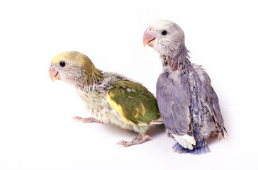 Agarponi chick