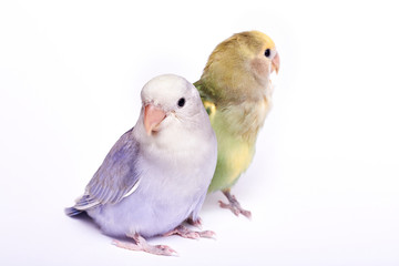 Agarponi chick