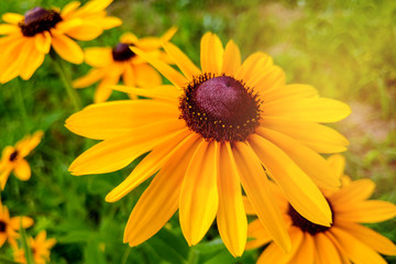 A Black-eyed Susan Rudbeckia hirta flower in the midst of a flower bed.