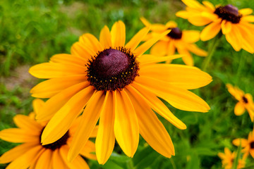 A Black-eyed Susan Rudbeckia hirta flower in the midst of a flower bed.