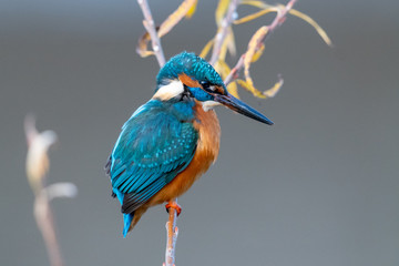 Eisvogel