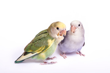 Agarponi chick