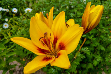 Yellow lily on a colored background in the garden.