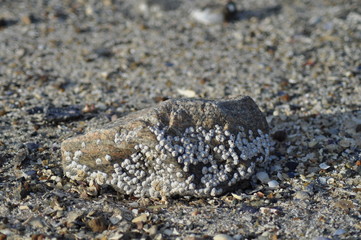 Close-up of grey granite stone covered with accorn barnacles on the coast of Nordland in Norway