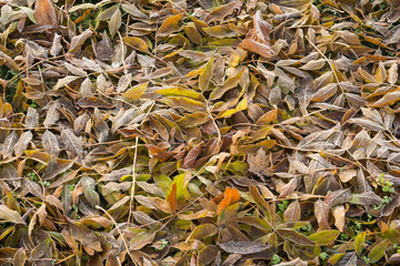Fallen leaves covered with ice on a winter - autumn season concept