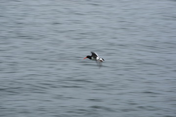 Eurasian oystercatcher in a flight over the sea, motion blur background