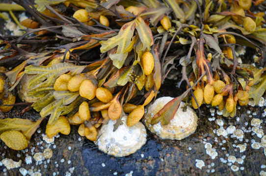 Closeup of the white shells and seaweed (bladder wrack) on the stones of Norwegian sea coast, Norway