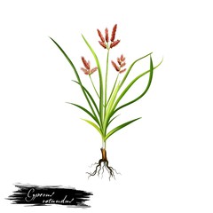 Nagarmotha - Cyperus rotundus ayurvedic herb, flower. digital art illustration with text isolated on white. Healthy organic spa plant widely used in treatment, preparation medicines for natural usages