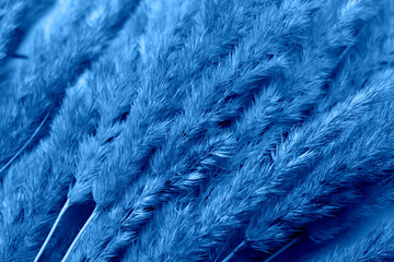 Trendy background with plant close up toned in color of the year 2020 classic blue.