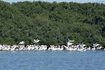 Flock of white pelicans resting on a sand bar