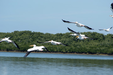A flock of pelicans in flight