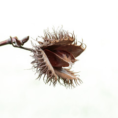 Beech tree nut Fagus Sylvatica isolated on white background