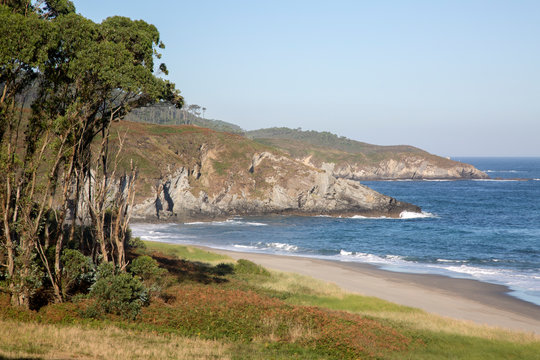 Trees at Frejulfe Beach in Asturias