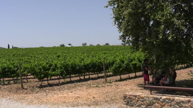Plantaci&oacute;n de uvas