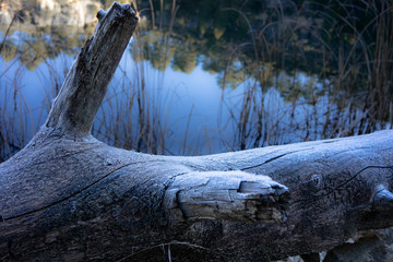 Frozen tree trunk near lagoon II