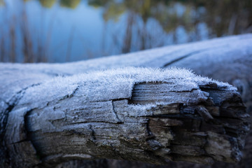 Frozen tree trunk near lagoon.