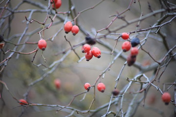 Close up of red rosehip berries on bare branches on a blurred background of an autumn and forest, selective focus