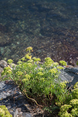 Plant on Coastline at Viavelez; Asturias