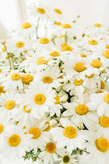 Fototapeta premium Closeup of chamomile daisy flowers on white background. Minimal floral composition.