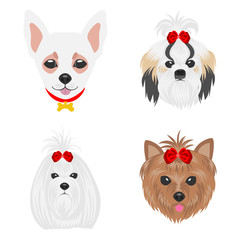 Faces of dogs of different parodies. Dogs drawn in pop art style. Set of flat vector illustrations on a white background. Chihuahua, Shih Tzu, Maltese, Yorkshire Terrier.