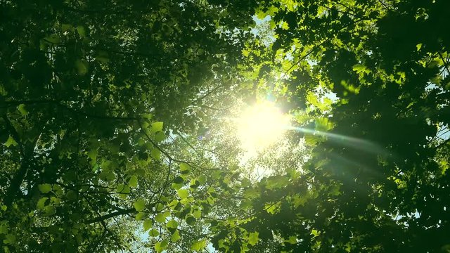 Looking up through tops of trees while sun shines through green foliage, summer forest at sunset
