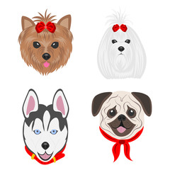 Faces of dogs of different parodies. Dogs drawn in pop art style. Set of flat vector illustrations on a white background. Yorkshire Terrier, Maltese, Husky, Pug.