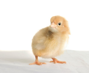 Obraz premium chick yellow color on a white background