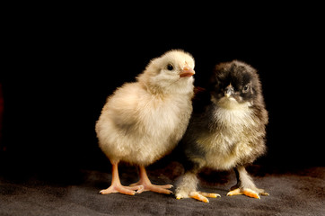 two chicks on a black background