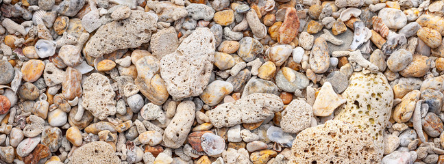 coral and shell beach texture for banner background, summer concept