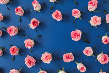 Fototapeta na wymiar Round frame border of pink rose flower buds on blue background. Mockup blank copy space. Flat lay, top view floral composition.