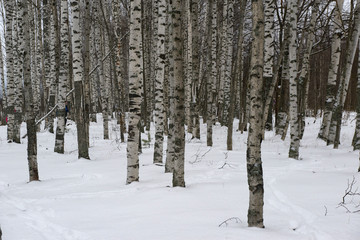 birch forest closeup. wall of birch trunks. textural background for layout. natural landscape in winter. snow and frost