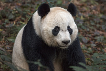 Fototapeta premium Panda Bear Sitting in the Forest of Bifengxia Panda Reserve in Ya'an Sichuan Province, China. Fluffy Panda 