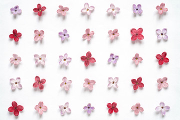 Rows of many small red and pink lilac flowers on white background