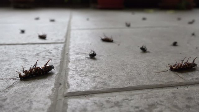 Cockroaches die upside down on the floor.
