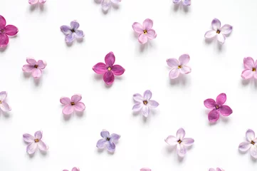 Tuinposter Rows of many small purple and pink lilac flowers on white background © natagolubnycha
